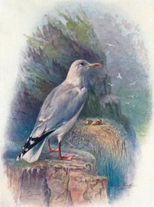 Ringa Martı - Larus argentatus, c1910, 1910 by George James Rankin