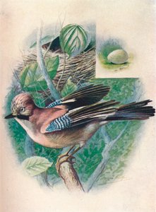 Jay- Garrulus glandarius, c1910, 1910 by George James Rankin