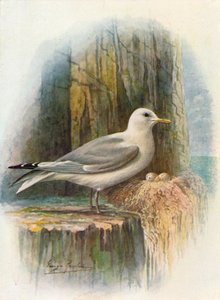 Kittiwake - Rissa tridactyla, c1910, 1910 by George James Rankin