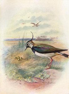 Lepwing veya Peewit - Vnellus vulgaris, c1910, 1910 by George James Rankin