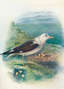 Küçük Kara Sırtlı Martı - Larus fuscus, c1910, 1910 by George James Rankin