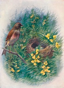 Linnet - Linota esrar, c1910, 1910 by George James Rankin