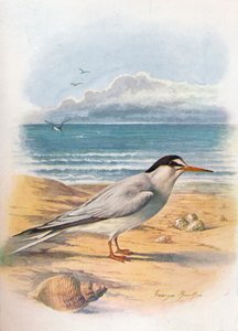 Küçük Sumru - Sterna minuta, c1910, 1910 by George James Rankin