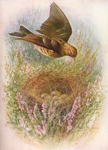 Meadow-Pipit veya Titlark - Anthus pratensis, c1910, 1910 by George James Rankin