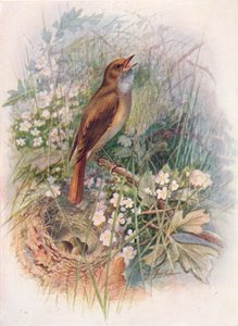 Bülbül - Daulias luscinia, c1910, 1910