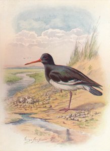 İstiridye Yakalayıcı - Haematopus ostralegus, c1910, 1910 by George James Rankin