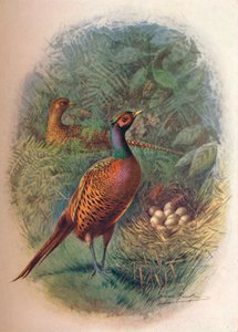 Sülün - Phasianus colchicus, c1910, 1910 by George James Rankin