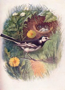 Alaca Kuyruklu - Motacilla lugubris, c1910, 1910 by George James Rankin