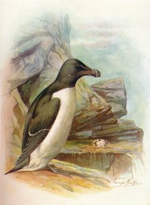 Razorbill - Alca torda, c1910, 1910 by George James Rankin