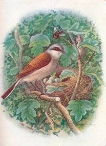 Kızıl Sırtlı Örümcek - Lanius collurio, c1910, 1910 by George James Rankin