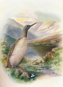 Kızıl Boğazlı Dalgıç - Colymbus septentrionalis, c1910, 1910 by George James Rankin
