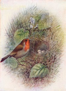 Redbreast veya Robin - Erithacus rubecula, c1910, 1910 by George James Rankin