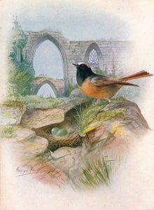 Redstart - Ruticilla phoenicurus, c1910, 1910 by George James Rankin