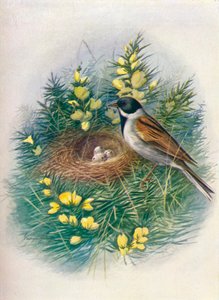 Reed Kiraz Kuşu - Emberiza schoeniclus, c1910, 1910