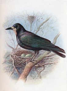 Kale - Corvus frugilegus, c1910, 1910 by George James Rankin