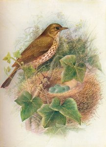 Song-Thrush veya Mavis - Turdus musicus, c1910, 1910