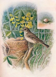 Benekli Sinek Avcısı - Muscicapa grisola, c1910, 1910 by George James Rankin