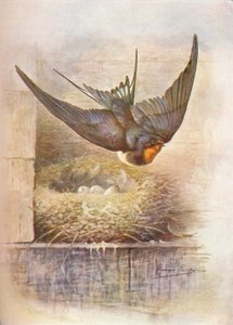 Kırlangıç - Hirundo rustica, c1910, 1910 by George James Rankin