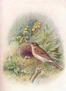 Ağaç-Pipit - Anthus trivialis, c1910, 1910 by George James Rankin