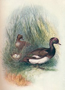 Tepeli Ördek - Fuligula cristata, c1910, 1910