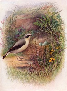 Wheatear - Saxicola oenanthe, c1910, 1910 by George James Rankin