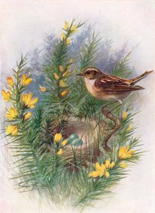 Whinchat - Pratincola rubetra, c1910, 1910 by George James Rankin