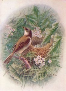 Whitethroat - Sylvia cinerea, c1910, 1910 by George James Rankin