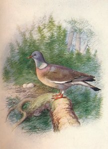 Tahta-Güvercin veya Halka-Güvercin - Columba palumbus, c1910, 1910