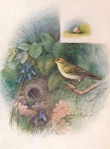 Wood-Wren - Phylloscopus sibilatrix, c1910, 1910 by George James Rankin