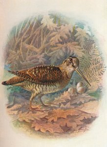 Çulluk - Scolopax rusticula, c1910, 1910