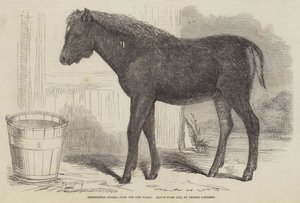 Yeni Ormandan Olağanüstü Hibrit by George Landseer