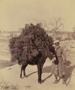 Yakıt için kök ve dal yükü taşıyan eşek, Filistin, 1900 dolayları (fotoğraf))