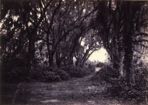 Bonaventure, Savannah, Georgia by George N. Barnard
