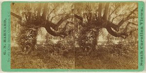 [Live Oaks, Magnolia Mezarlığı] by George N. Barnard
