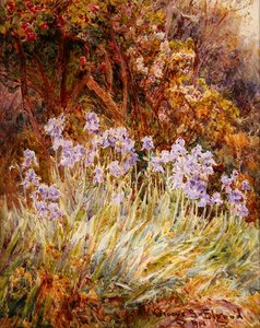 Soluk Mavi İris, Floransa by George Samuel Elgood