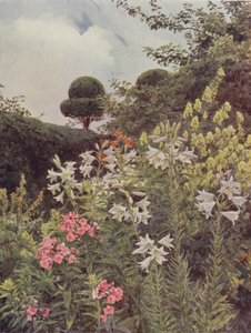 Beyaz Zambaklar ve Sarı Keşişlik by George Samuel Elgood