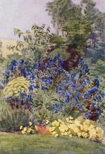 Anchusa Italica Dropmore çeşidi, Dropmore Alkanet, Clematis recta ve Violas (renkli lito) by George Soper