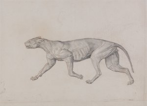 İnsan Vücudunun Yapısının Kaplan ve Bayağı Kümes Hayvanlarınınkiyle Karşılaştırmalı Anatomik İncelemesi:  Leopar Vücudu, Yandan Görünüm by George Stubbs