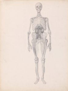 İnsan Vücudunun Yapısının Kaplan ve Bayağı Kümes Hayvanlarınınkiyle Karşılaştırmalı Anatomik İncelemesi:  İnsan Figürü, Önden Görünüm (Diseksiyonun Son Aşamasının Bitmiş Çalışması) by George Stubbs