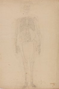 İnsan Vücudunun Yapısının Kaplan ve Bayağı Kümes Hayvanlarınınkiyle Karşılaştırmalı Anatomik İncelemesi: İnsan İskeleti, Önden Görünüm by George Stubbs