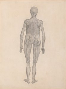 İnsan Vücudunun Yapısının Kaplan ve Bayağı Kümes Hayvanlarınınkiyle Karşılaştırmalı Anatomik İncelemesi:  İnsan Figürü, Arkadan Görünüm (Yayınlanmamış Bir Levha için Bitmiş Çalışma) by George Stubbs