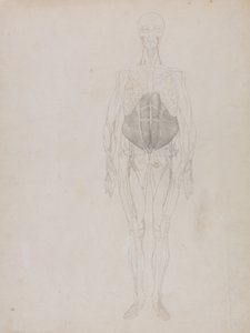 İnsan Vücudunun Yapısının Kaplan ve Bayağı Kümes Hayvanlarınınkiyle Karşılaştırmalı Anatomik İncelemesi: İnsan Figürü, Önden Görünüm (Büyük ölçüde taslak halinde) by George Stubbs