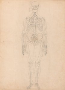 İnsan Vücudunun Yapısının Kaplan ve Bayağı Kümes Hayvanlarınınkiyle Karşılaştırmalı Anatomik İncelemesi: İnsan İskeleti, Önden Görünüm by George Stubbs