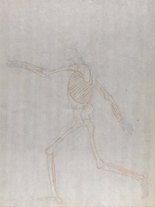 İnsan Vücudunun Yapısının Kaplan ve Bayağı Kümes Hayvanlarınınkiyle Karşılaştırmalı Anatomik İncelemesi: İnsan İskeleti, Yandan Görünüm by George Stubbs