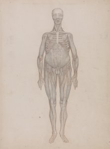 İnsan Vücudunun Yapısının Kaplan ve Bayağı Kümes Hayvanlarınınkiyle Karşılaştırmalı Anatomik İncelemesi: İnsan Figürü, Önden Görünüm (Hiç Yayınlanmamış Bir Levha İçin Tasarlanmıştır) by George Stubbs