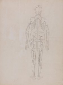 İnsan Vücudunun Yapısının Kaplan ve Bayağı Kümes Hayvanlarınınkiyle Karşılaştırmalı Anatomik İncelemesi: İnsan Figürü, Arkadan Görünüm (Yayınlanmamış bir levhanın anahtar figürü için taslak çizim) by George Stubbs