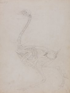 İnsan Vücudunun Yapısının Kaplan ve Bayağı Kümes Hayvanlarınınkiyle Karşılaştırmalı Anatomik İncelemesi:  Kümes Hayvanı Vücudu, Yandan Görünüm by George Stubbs