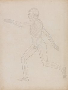 İnsan Vücudunun Yapısının Kaplan ve Bayağı Kümes Hayvanlarınınkiyle Karşılaştırmalı Anatomik İncelemesi: İnsan Figürü, Yandan Görünüm by George Stubbs