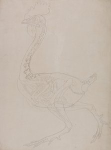 İnsan Vücudunun Yapısının Kaplan ve Bayağı Kümes Hayvanlarınınkiyle Karşılaştırmalı Anatomik İncelemesi:  Kümes Hayvanı İskeleti, Yandan Görünüm by George Stubbs