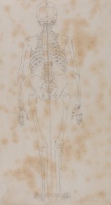 İnsan Vücudunun Yapısının Kaplan ve Bayağı Kümes Hayvanlarınınkiyle Karşılaştırmalı Anatomik İncelemesi: İnsan İskeleti, Arkadan Görünüm (Belki de iskelet çalışmalarının ilki) by George Stubbs